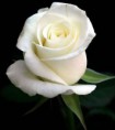 ROSA BLANCA